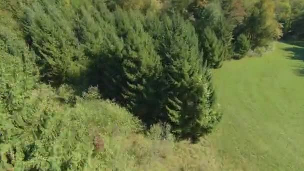 Fpv Drone Voando Acima Árvores Exuberantes Clareira Verde Floresta Dia — Vídeo de Stock