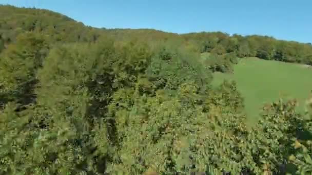Fpv Drone Rapido Sorvolo Cespugliosi Baldacchini Forestali Con Foglie Che — Video Stock