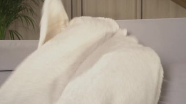 Genç bayan evdeki kanepede korku filmi izlerken korkuyor. Korku filmi izlerken battaniyenin arkasına saklanan güzel bir kadın. Kış akşamları boş vakti olan bir kadın..