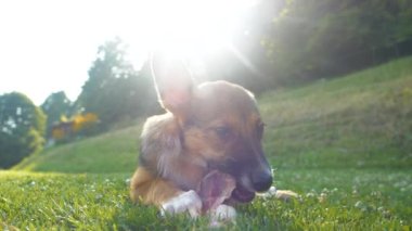 Yeşil çimenlerin üzerinde uzanırken tatlı köpek yavrusu et çiğniyor. Sevimli melez köpek, altın güneş ışığıyla aydınlatılmış, bahçede atıştırmalıklarıyla eğleniyor. Genç köpek çiğnemekle meşgul..