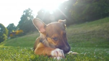 Büyük kulaklı şirin köpek, bahçede et çiğneyişini zevkle izliyor. Sevimli melez köpek yeşil çimenlere uzanıyor ve atıştırmalığıyla eğleniyor. Güneşli genç köpek çiğnemekle meşgul..