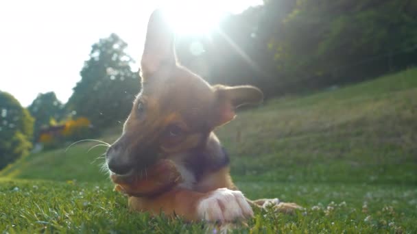 Close Puppy Dog Lying Green Garden Grass Chewing His Meaty — Vídeos de Stock