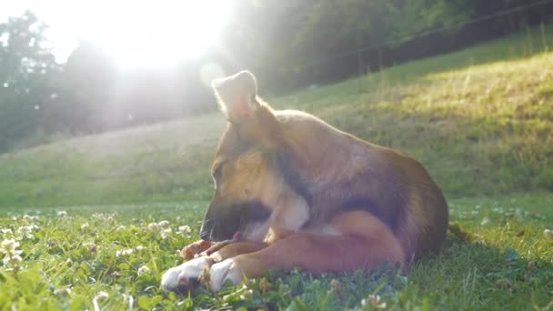Close Cute Puppy Dog Backlit Golden Sunlight Enjoys Chewing His — Vídeo de stock
