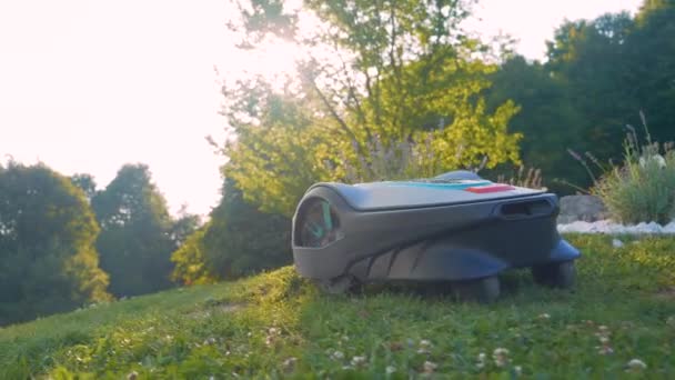 在阳光灿烂的一天 现代机器人割草机在花园里割草 草坪机器人 被金色的阳光照亮 在花园里修剪绿色的草皮 工作中的未来派园艺设备 — 图库视频影像
