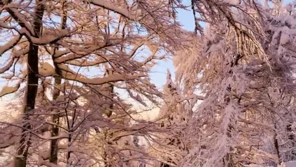 Zamknij Zimowe Promienie Słońca Zaglądające Przez Drzewa Leśne Świeżo Pokryte — Wideo stockowe