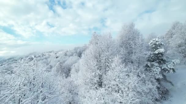 令人赞叹的景象 多山的乡村被刚刚下过的雪覆盖着 无人驾驶飞机飞越神奇的冬季童话 美丽的森林树梢和草地藏在雪白的毯子下 — 图库视频影像