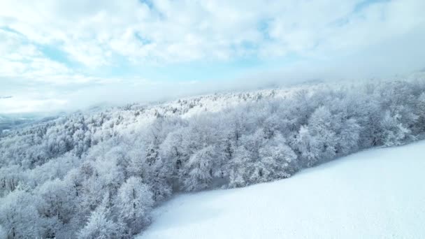 新鮮な雪で覆われた丘陵地の風景や森の木々の上を飛んでいます 豪雪後の丘陵地帯に広がる広大な森林地帯の絶景 冬のおとぎ話の上のドローン飛行 — ストック動画