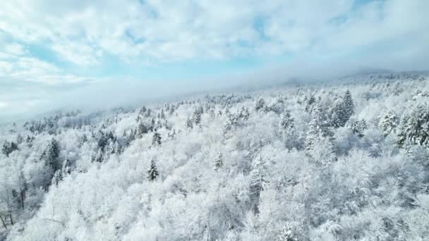 新鮮な雪の毛布で覆われた森林地帯の魔法の景色 雪の後 丘陵地の風景や森林の木々の上を飛んで丘の中腹に広がっている 豪華な冬のおとぎ話 — ストック動画