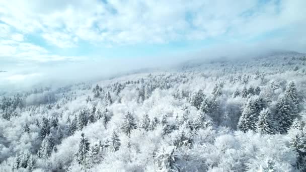 丘の中腹に広がる広大な森林地帯を覆う新鮮な秋の雪 魔法の冬のおとぎ話の上のドローン飛行 曇りの日に白い雪の毛布の下に隠れている美しい木 — ストック動画