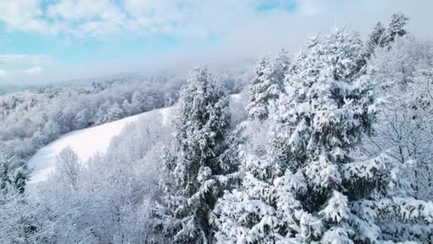 新鮮な秋の雪で覆われた緑豊かな森林の木々の上の冬の飛行 曇りの日に白い雪の毛布の下に隠れて美しい木々 白い冬の抱擁の丘の風景 — ストック動画