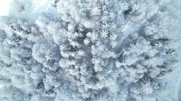 空中トップダウン 新雪後の森の木々の魅惑的な景色 森の中の冬の不思議の国 白い雪の毛布で覆われた緑豊かな木の天蓋の上の無人機の飛行を魅了 — ストック動画