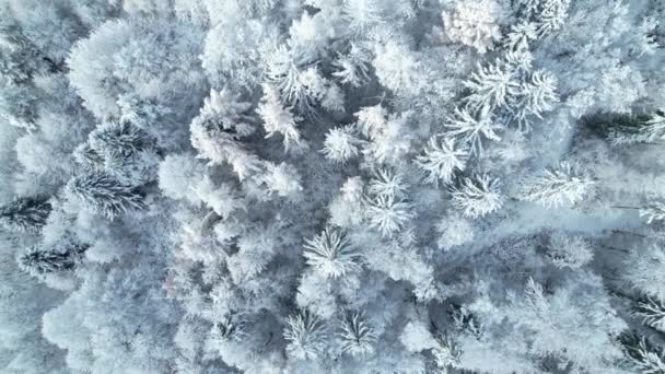 空中トップダウン 新鮮な雪で覆われた緑豊かな森の木々の魔法の景色 森の中の冬の不思議の国 緑豊かな木の天蓋の上の素晴らしいドローン飛行雪の白い毛布で覆われて — ストック動画