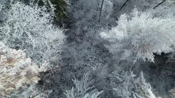 Aeriální Top Let Zasněženého Lesa Nad Zasněženými Vrcholky Stromů Zimní — Stock video