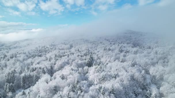 新鮮な雪の後 森と丘陵地の風景の上を転がる冬の霧 魔法の冬のおとぎ話の上のドローン飛行 曇りの日に白い雪の毛布で覆われた美しい木 — ストック動画