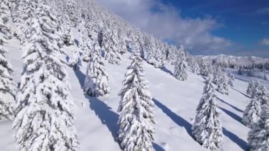 Yeni karla kaplı dağ ladin ormanında kış harikalar diyarı. Güneşli bir kış gününde taze toz karla kaplı resimli dağlık bir manzara. Yüksek irtifada karlı bir peri masalı.