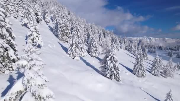 Aerial Flight Snowy Spruce Trees Revealing Snow Capped Mountains Picturesque — Vídeo de Stock