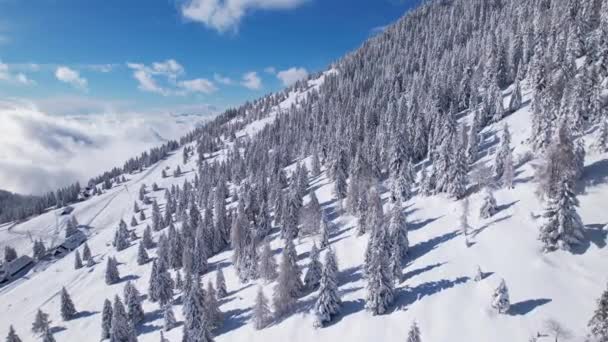 スキー場の斜面の上に雪に覆われたスプルースの木がある美しい山の斜面 晴れた冬の日には新鮮なパウダースノーで覆われた素晴らしい高山の風景 標高の高い冬の不思議の国 — ストック動画