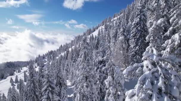Aerial Spruce Trees Stretching Mountainside Covered Fresh Powder Snow Glorious — Vídeos de Stock