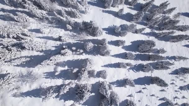 空中トップダウン 晴れた日に美しい雪の上の飛行はトウヒの森を覆いました 新鮮な秋の雪の毛布の上に影を落とす豪華な雪のトウヒの木 高山風景の冬のおとぎ話 — ストック動画