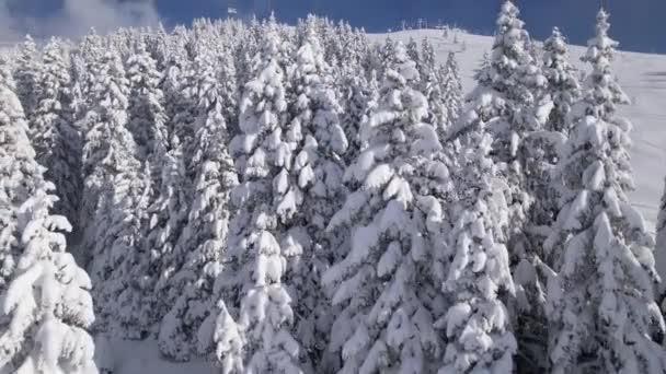 Aerial Magnifika Snöiga Granar Som Omger Skidspåren Skidorten Vacker Utsikt — Stockvideo