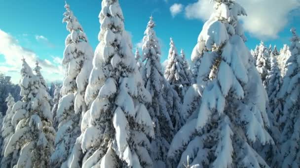 冬景色を眺めながら 新鮮な雪のスプルースの木の上を飛行します 高い山の中で新鮮な雪の後の豪華な晴れた冬の日 雪に覆われた高山の風景や圧延雲 — ストック動画