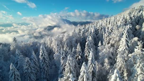 新雪後のスプルースの森と高山の風景の素晴らしい景色 高い山の中で栄光の晴れた冬の日 白い雪の毛布で覆われた森や山の上の圧延雲 — ストック動画