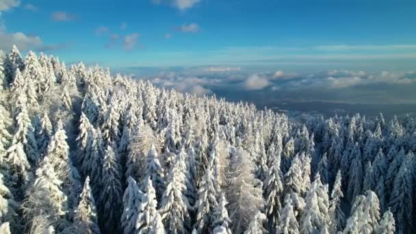 在雪地的云杉上飞舞 可以看到雪地的山谷 下了新雪之后 冬天阳光灿烂 美丽的冬季森林 可以看到雪地上方的云彩飘扬 — 图库视频影像