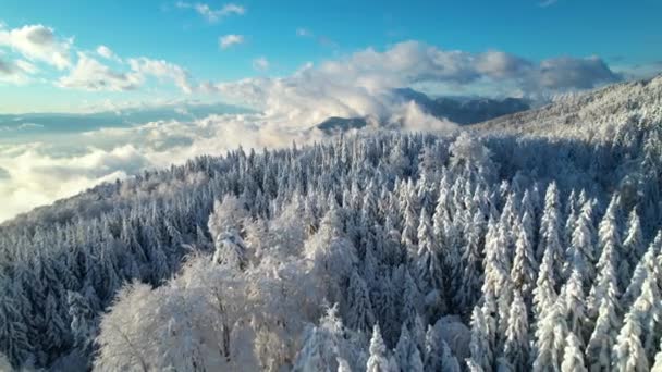 新鮮な雪の後の高山林 山や谷の壮大な景色 背景に雪が積もる高山の冬の森と雪に覆われた谷を覆う雲 — ストック動画
