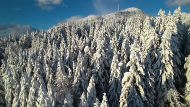 晴れた日には新鮮な雪に覆われたトウヒの森と山を魅了します 白い雪の毛布と息をのむような高山の風景 冬の日差しの中で入浴 山の中の冬の不思議の国 — ストック動画