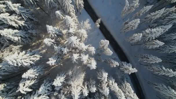 空中トップダウン 雪を受け入れる覆われた森の中でアスファルトの道路巻き 新鮮な雪で覆われたトウヒの木で美しい冬の森をリードする湾曲した道路の上の飛行 — ストック動画