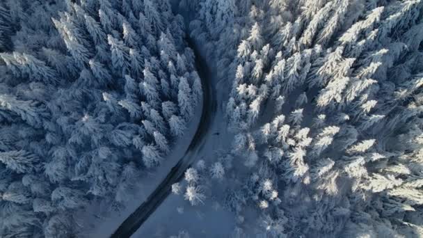 空中トップダウン 魔法の雪で覆われた冬の森を通るアスファルトの道路 新鮮な雪に覆われたスプルースの木と美しい白い森をリードする湾曲した道路の上の飛行 — ストック動画