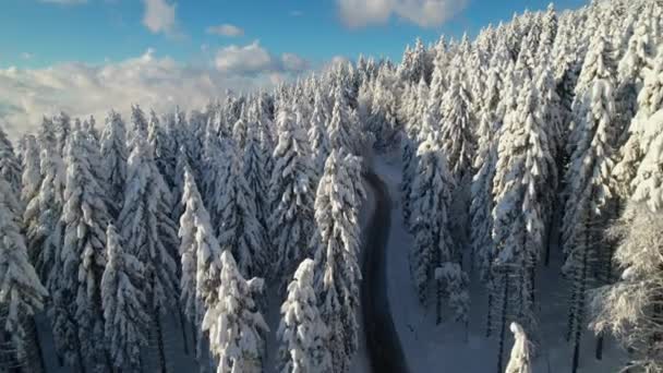 雪の森に沿ってリード山道と見事な冬のおとぎ話 曲がりくねった道の上を飛行し 新鮮な秋の雪で覆われたトウヒの木で美しい冬の山岳地帯 — ストック動画