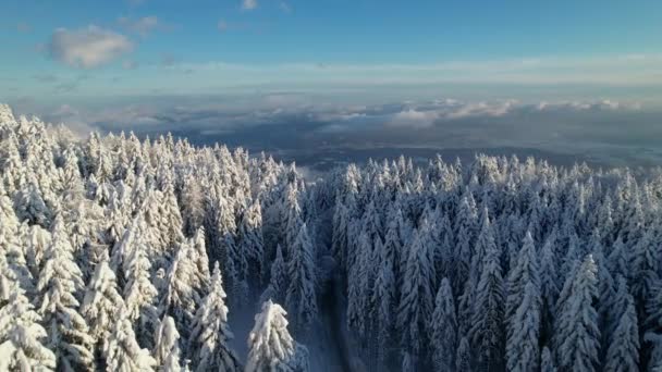 山岳道路の雪の森と渓谷の豪華な景色を巻き 新鮮な雪の木々と圧延雲と雪に覆われた渓谷のパノラマと息をのむような高山冬の森 — ストック動画