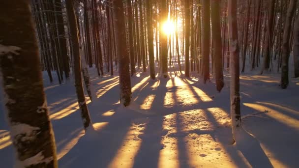 新雪に覆われた森の木々の間からは黄金の冬の日差しが差し込みます 雪の高山の森の中で冬のおとぎ話 バックライト付きの木の幹は 新鮮な雪のカバーを渡って美しい影を投げます — ストック動画
