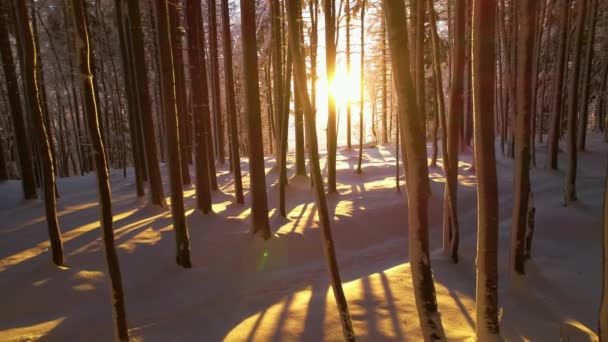 新鮮な雪に覆われた森の木々を通して輝く冬の日差し 雪の高山の森の中で冬のおとぎ話 バックライト付きの木の幹は 新鮮な雪のカバーを渡って美しい影を投げます — ストック動画