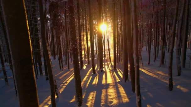 新鮮な雪の毛布で覆われた高山林の魔法の冬の黄金の光 雪の森の中で冬のおとぎ話 バックライト付きの木の幹は 新鮮な雪のカバーに影の見事なパターンを投げかける — ストック動画