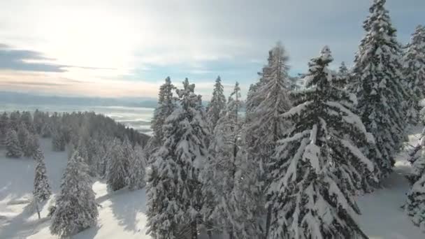 Fpv Drone 冬の山の森で新鮮な雪のスプルースの木の間を飛んでいます 高山の風景の中に雪のおとぎ話 白い雪の毛布に覆われた美しい木々と渓谷の豪華な景色 — ストック動画