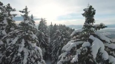FPV DRONE: Vadi manzaralı karlı dağ çayırlarına yakın uçmak. Muhteşem alp manzarasının kış harikalar diyarı. Karla kaplı dağ ormanı ve kışın vadisinin yukarısındaki beyaz çayırlar.