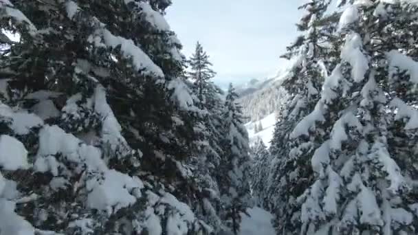 Fpv Drone Latanie Między Śnieżnymi Świerkami Górskimi Kierunku Pokrytej Śniegiem — Wideo stockowe