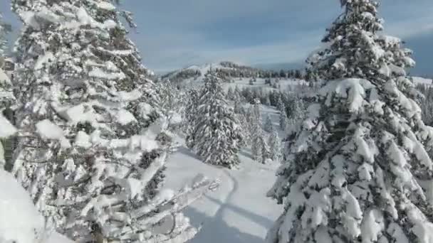Fpv Drone 新鮮な雪の毛布で覆われた美しい山の木やグレーズ 豪華な高山の風景の中に冬の不思議の国 真冬の新雪に覆われた山の森と牧草地 — ストック動画