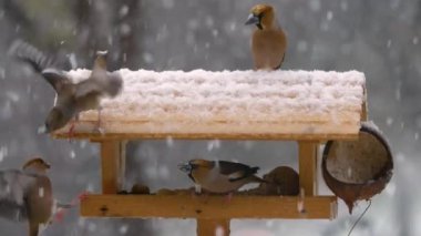 CLOSE UP: Beautiful hawfinches visiting birdhouse for food on a snowy winter day. Adorable songbirds eating from bird feeder in the backyard during heavy snowfall. Caring for birds in winter season.