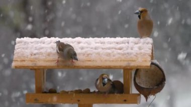 CLOSE UP: Colorful hawfinches visiting garden birdhouse on a snowy winter day. Beautiful songbirds eating from bird feeder in the backyard during heavy snowfall. Caring for birds in winter season.