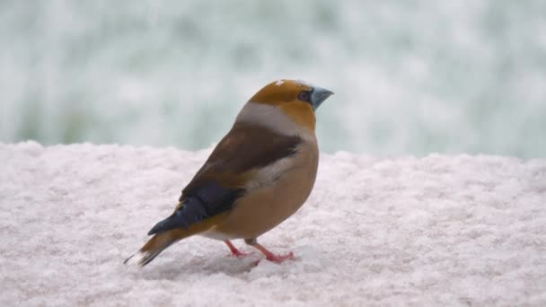 Portrait Gorgeous Hawfinch Backyard Garden Heavy Winter Snowfall Beautiful Close — Vídeos de Stock