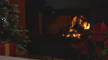 CLOSE UP: Traditional Christmas flower on table in festively decorated room. Beautiful poinsettia with colourful red and green leaves blooming in December. Mandatory decoration for Christmas holidays.