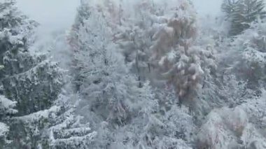 FPV DRONE: Lush forest treetops covered with fresh snow on a cloudy winter day. Winter fairy tale above woodland area with beautiful snowy trees. Flying close to white tree canopies in cloud cover.