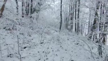FPV DRONE: Flying between lush forest trees above the snow-covered undergrowth. Winter fairy tale in the woodland area with beautiful snowy trees. Flight through white forest after fresh snowfall.