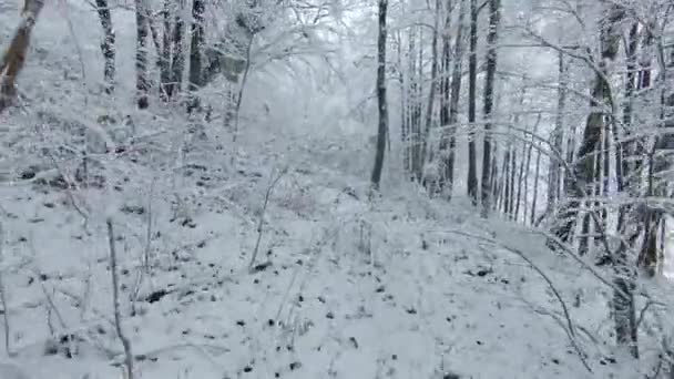 Fpv Drone 雪に覆われた低成長の上の緑豊かな森の木々の間を飛んでいます 美しい雪の木と森のエリアで冬のおとぎ話 新雪後の白い森を飛ぶ — ストック動画