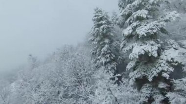 FPV DRONE: White forest tree canopies after fresh snow on a cloudy winter day. Winter fairy tale above woodland area with beautiful snowy trees. Flying close to snow-covered treetops in winter mist.