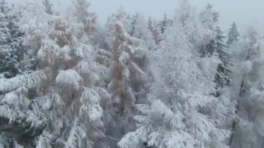 FPV DRONE: Misty winter day above beautiful hilly woodland after fresh snowfall. White wonderland above forest area with beautiful snowy trees. Flying close to snow-covered treetops in winter mist.