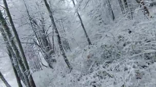 Fpv Drone 新雪後の白い雪の木の枝と森林の低成長 美しい雪の木と森のエリアで冬のおとぎ話 新雪後の白い森を飛ぶ — ストック動画